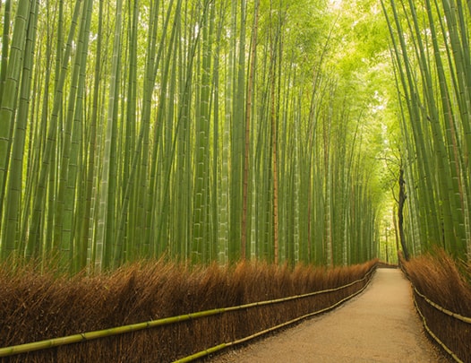 Pathway through bamboo forest, Kyoto