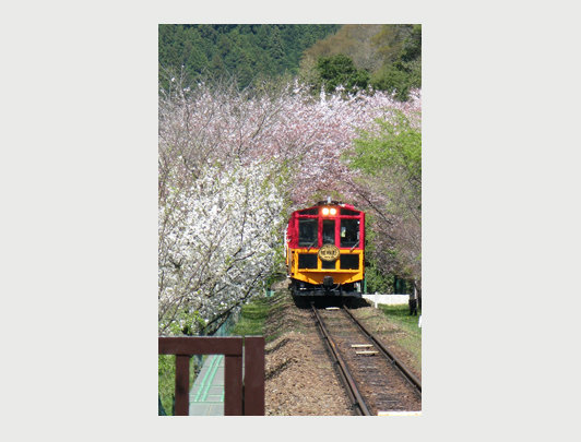 Le train touristique de Sagano