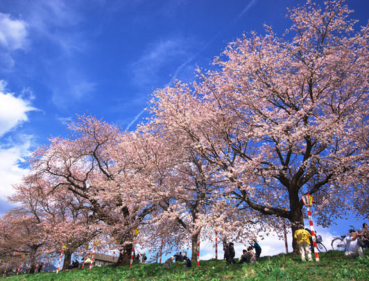 Hitome Senbon Sakura