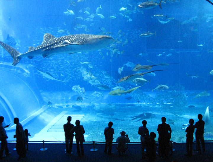 L'Aquarium Churaumi