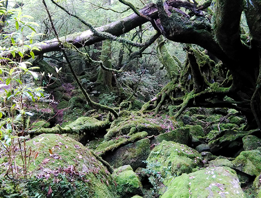 Moss Forest, Shiratani Unsuikyo