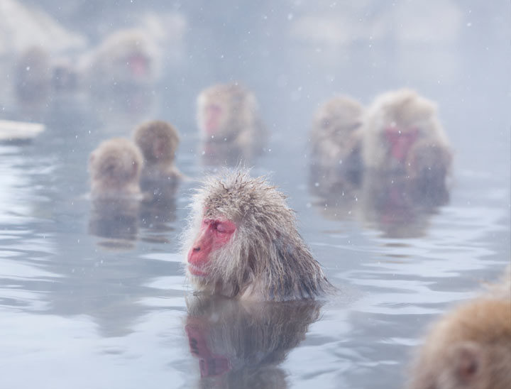 Jigokudani Yaen Koen (Parc aux singes des neiges )