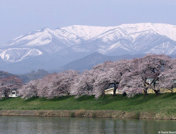 Hitome Senbon Sakura