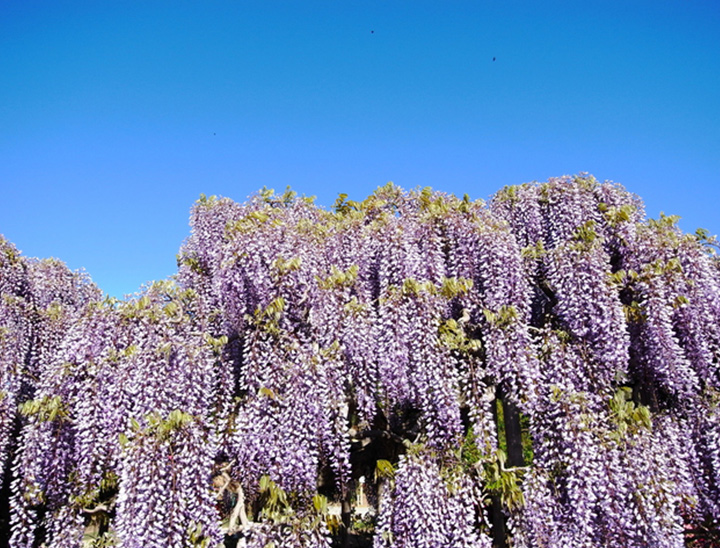 Le Parc Floral d'Ashikaga