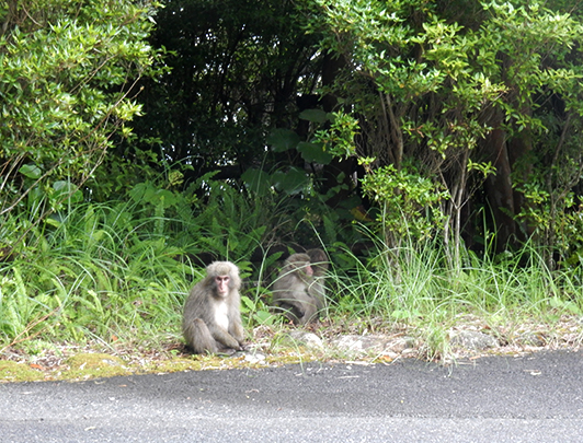 Yakushima macaque