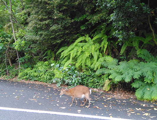 Yakushika (Wild Yaku Deer)