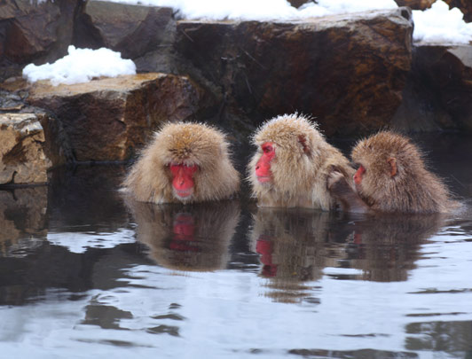 Jigokudani Yaen Koen (Parc aux singes des neiges )