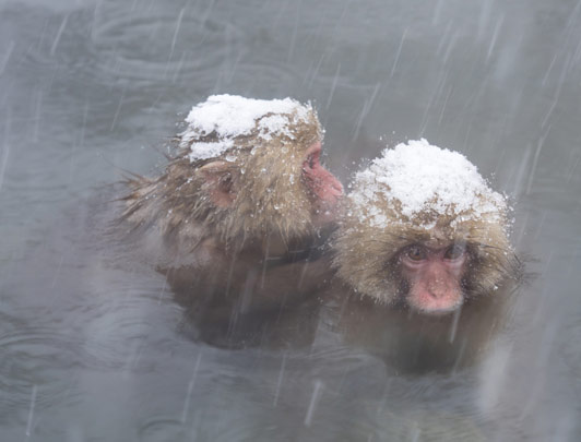 Snow Monkeys, Nagano