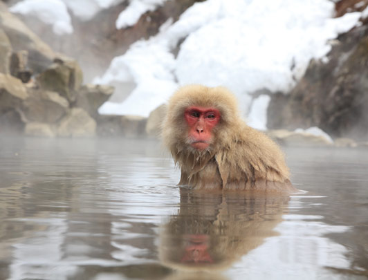 Snow Monkeys, Nagano