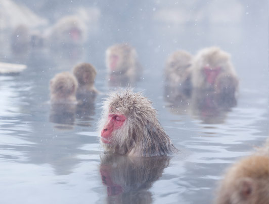 Snow Monkeys, Nagano