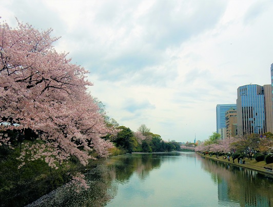 Sakura_Maizuru Park_Fukuoka
