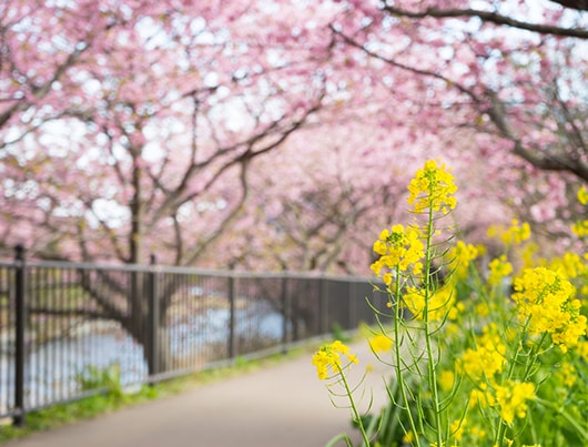 kawazu_sakura