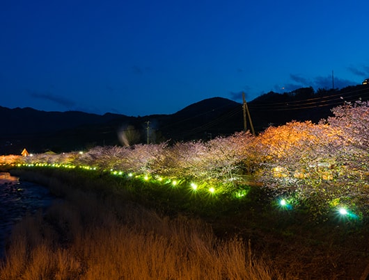 kawazu_sakura