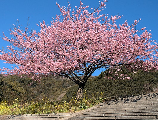 kawazu_sakura