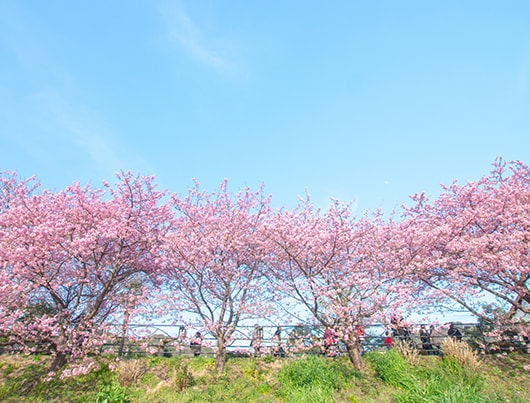 kawazu_sakura