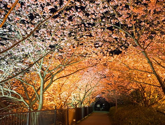 kawazu_sakura