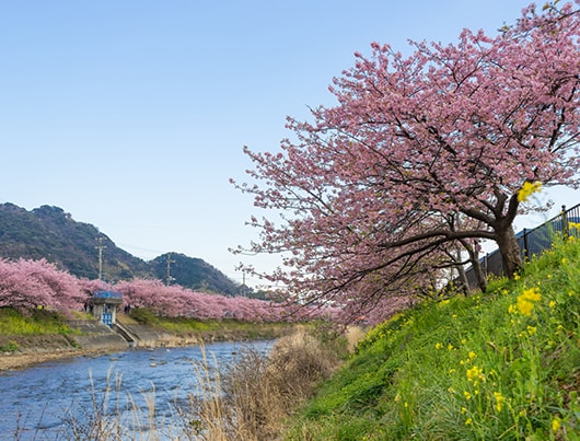 kawazu_sakura