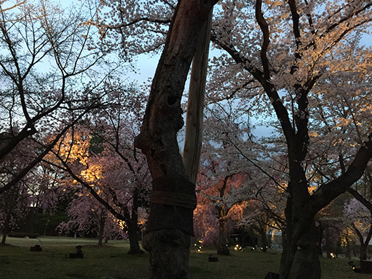 japan-cherry-blossom