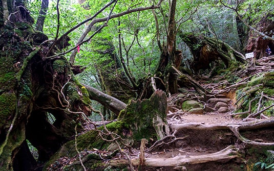 yakushima1-min