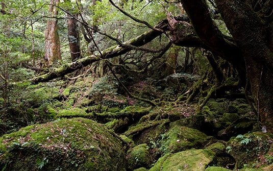 yakushima2-min