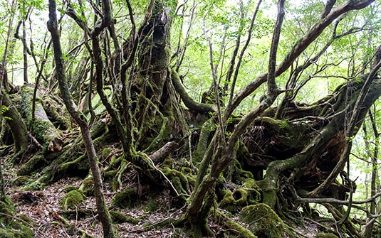 yakushima3-min