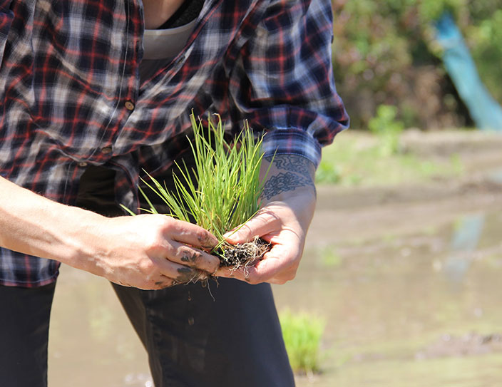 Ukiha rice planting