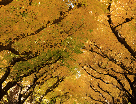 Meiji Jingu Gaien, Tokyo