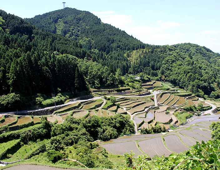 Traditional rice planting | Ukiha City Fukuoka | Japan