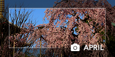 april-banner