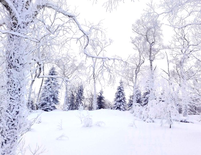 Escapade hivernale en contrée sapporaise : plus de 5 activités pour vous défouler dans la neige !