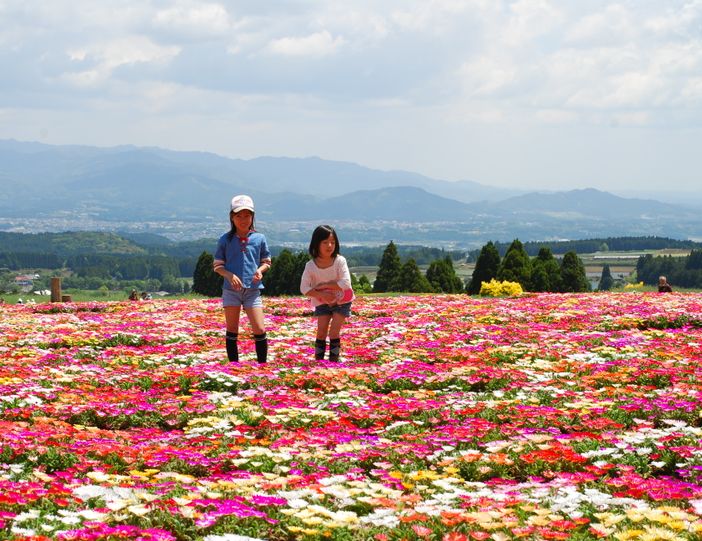 kobayashi kyushu japon champ fleurs