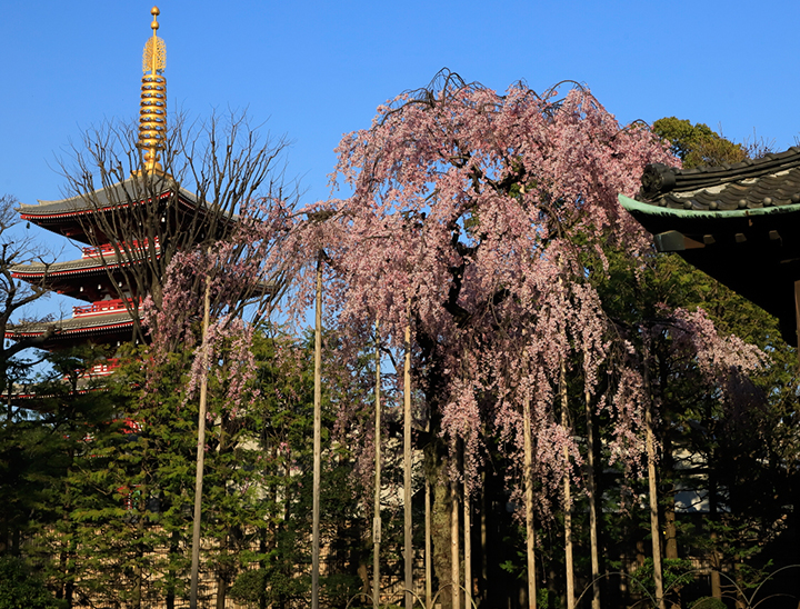 asakusa-denbou