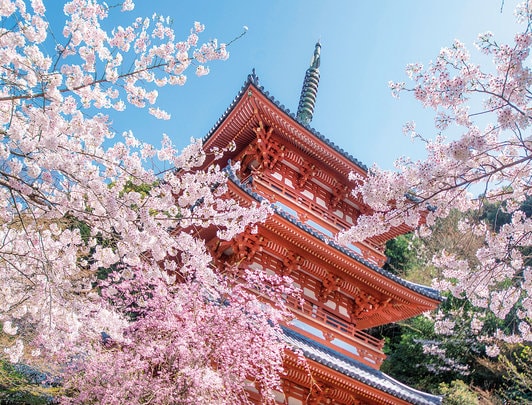Cherry Blossom & Culinary Experience in Kyushu 2019