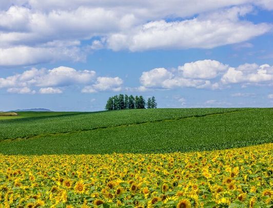 biei champs hokkaido