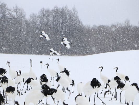 Hokkaido Kushiro Grues