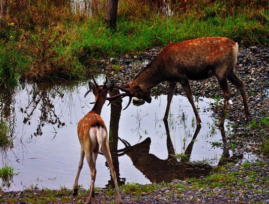 Hokkaido Shiretoko Nature