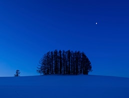 Forest of the hill and half moon