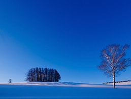 Forest of the snowy field and one birch