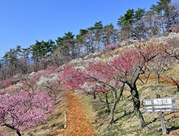 Photo of the Month - March 2019: Ume, Plum Trees
