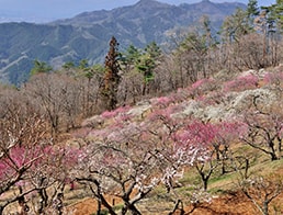 Photo of the Month - March 2019: Ume, Plum Trees