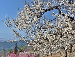 Photo of the Month - March 2019: Ume, Plum Trees