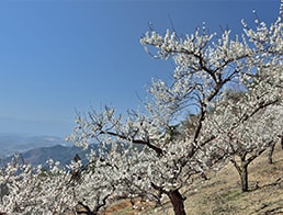 Photo of the Month - March 2019: Ume, Plum Trees