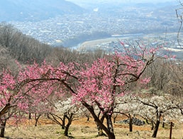 Photo of the Month - March 2019: Ume, Plum Trees