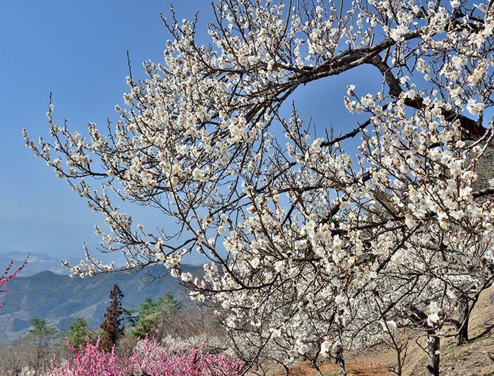 Photo of the Month - March 2019: Ume, Plum Trees