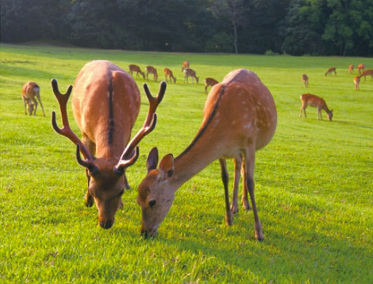 Nara Park 写真提供：奈良市観光協会