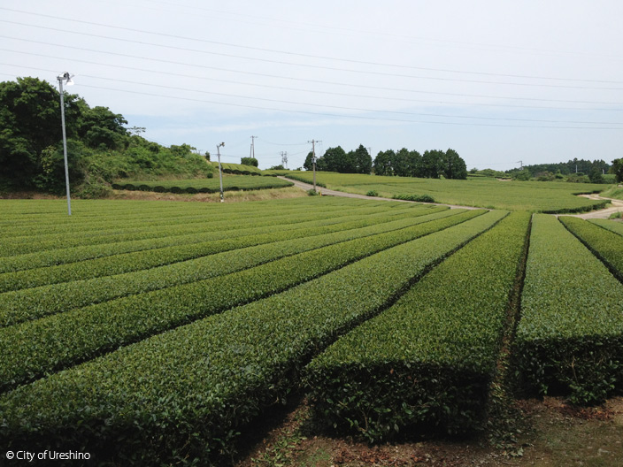 Ureshiono Tea Fields