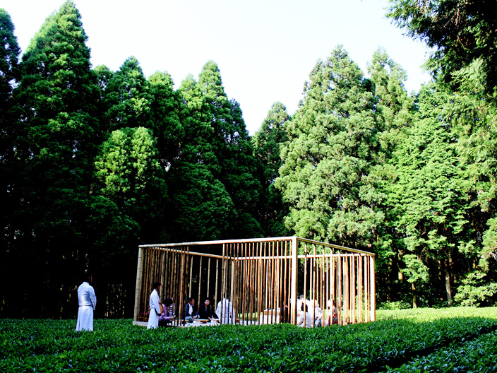 tea arbor in the forest