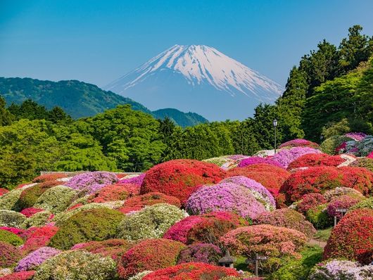 Azalées et Fujisan, Hakone