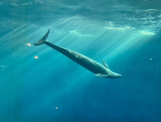 Toba Aquarium © Yukari Consulting